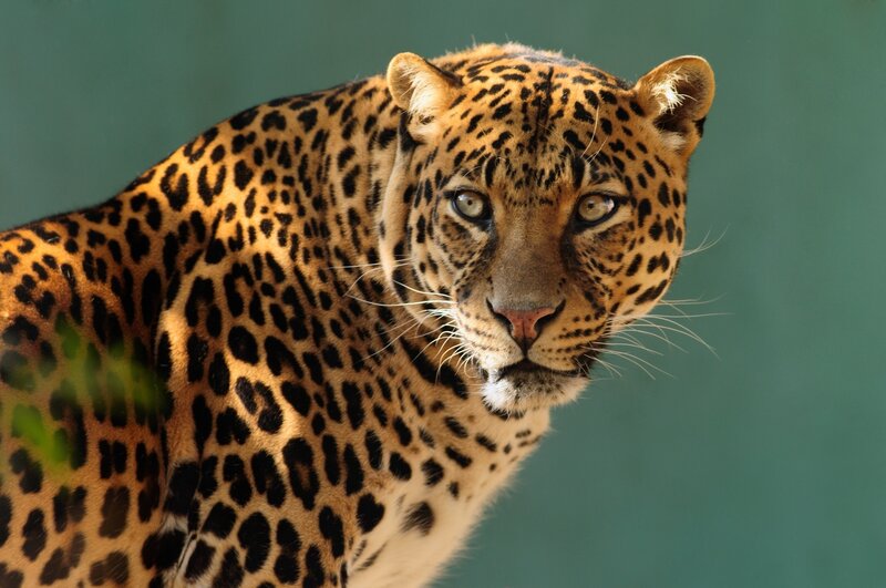 Leopard Looking Forward — Brown, Intense, Photograph, Green Background