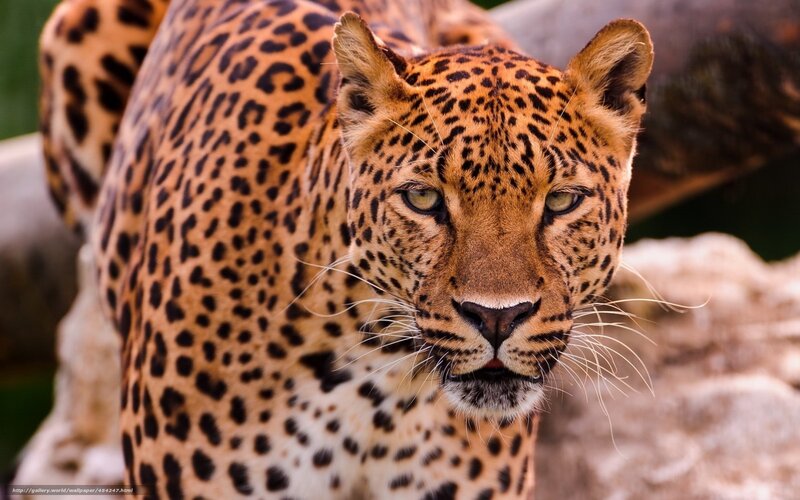 Leopard Looking Forward — Brown, Intense, Photograph, Rocks