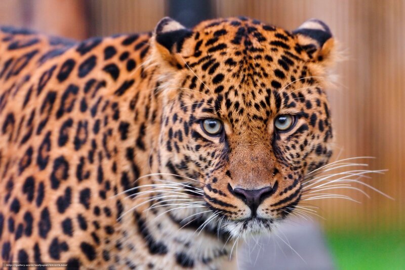 Leopard Looking Forward — Brown, Intense, Photograph