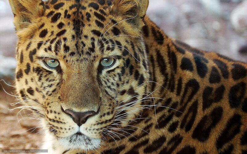 Leopard Looking Forward — Brown, Intense, Photograph, Whiskers, Eyes