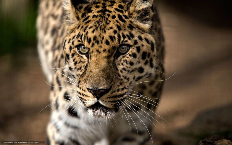 Leopard Looking Forward — Brown, Intense, Photograph, Whiskers, Spots