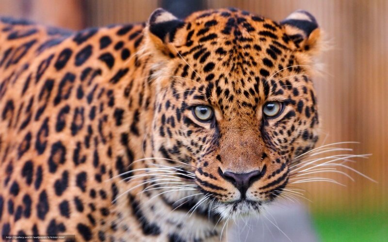 Leopard Looking Forward — Brown, Intense, Photograph, Whiskers, Wooden Fence
