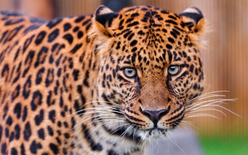 Leopard Looking Forward — Brown