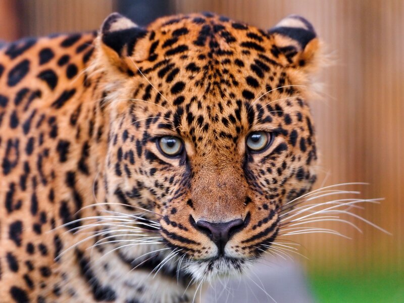 Leopard Looking Forward