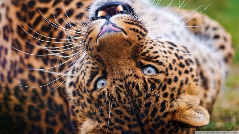 Leopard Looking Up — Brown, Alert, Afternoon