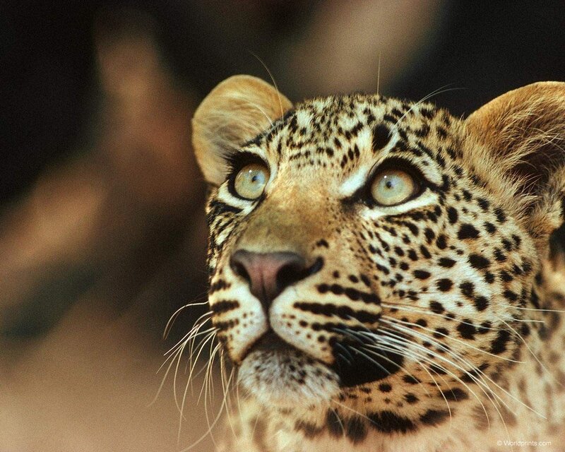 Leopard Looking Up — Brown, Alert, Photograph, Eyes