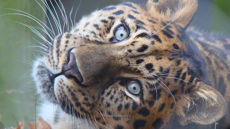 Leopard Looking Up — Brown, Alert, Photograph