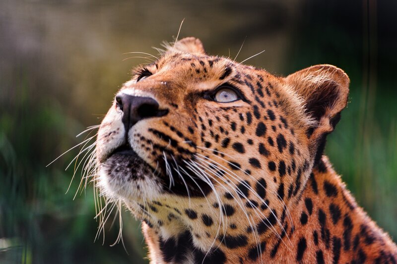 Leopard Looking Up — Brown, Alert, Photograph, Whiskers