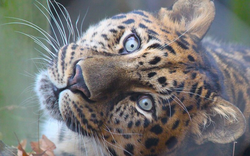 Leopard Looking Up — Brown, Alert