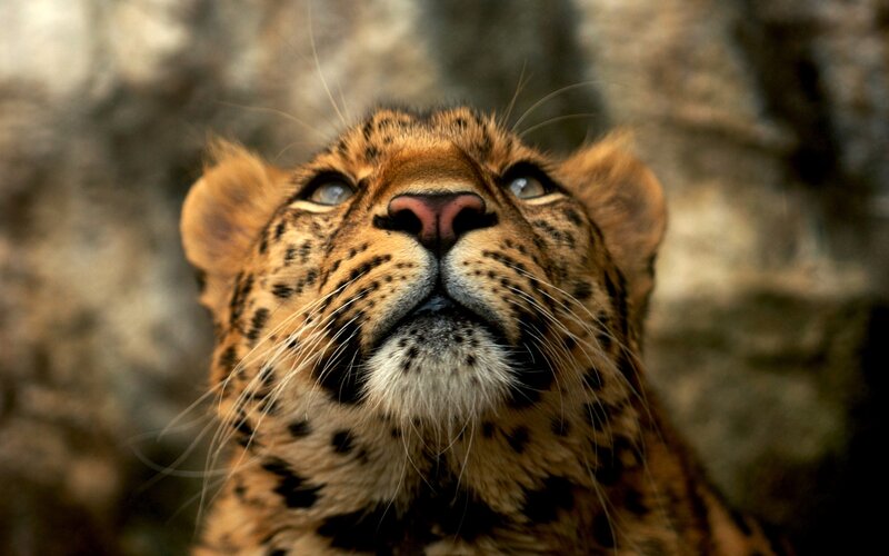 Leopard Looking Up — Brown