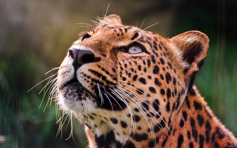 Leopard Looking Up