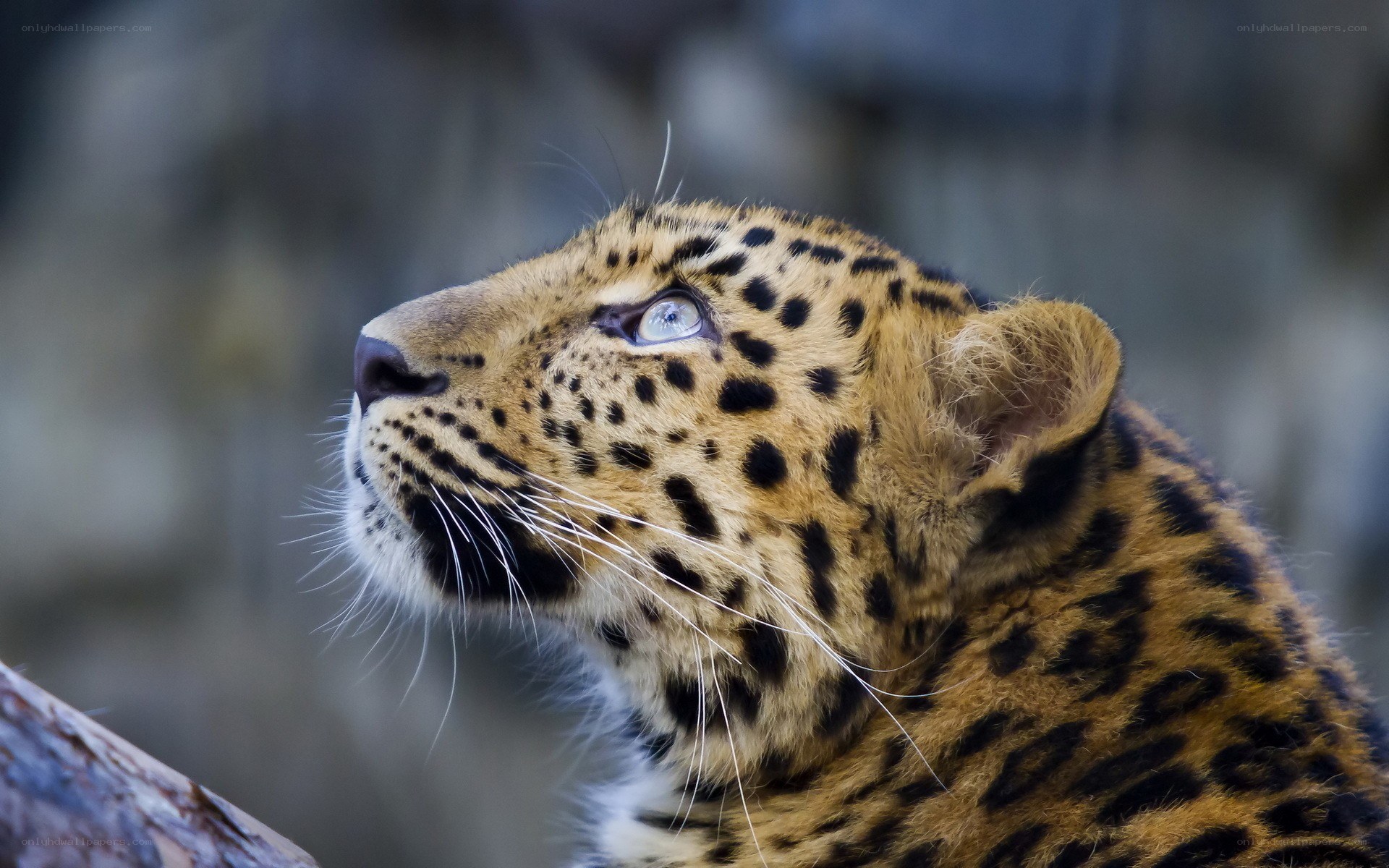 Leopard looking upward