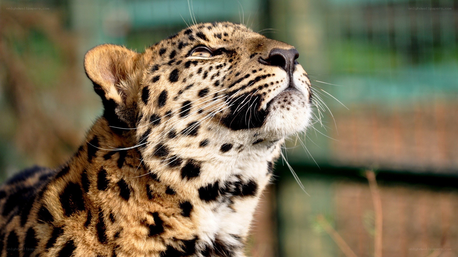 leopard looking upward