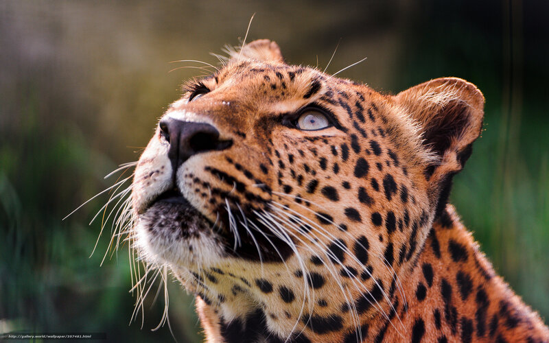 Leopard Looking Upward — Brown, Alert