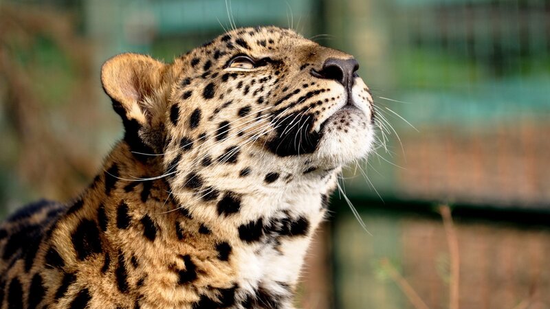 Leopard Looking Upward — Brown, Calm