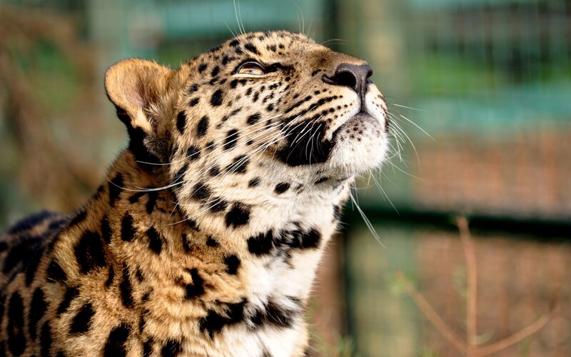 Leopard Looking Upward — Brown