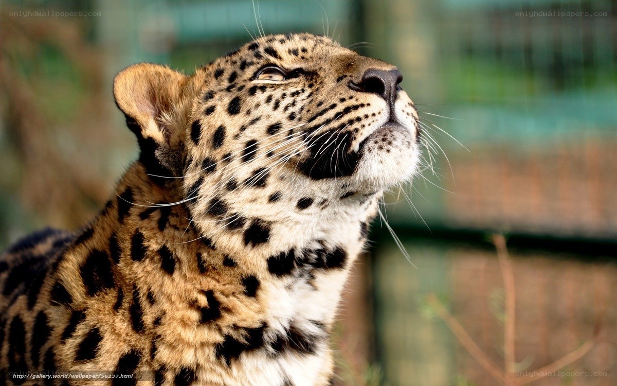 Leopard looking upward
