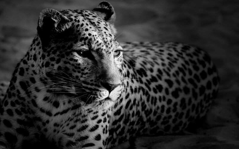 Leopard Lying Down — Black, Calm, Photograph, Sand