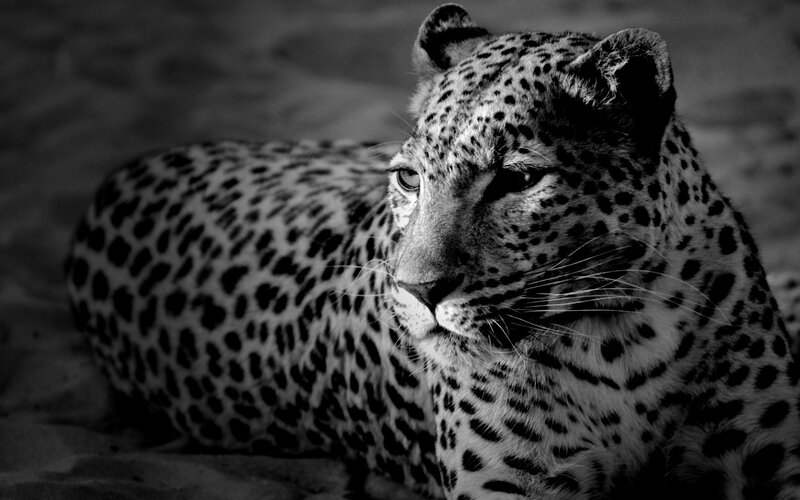 Leopard Lying Down — Black, Calm, Photograph