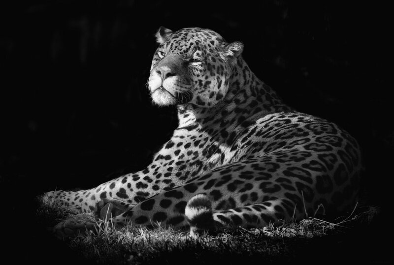 Leopard Lying Down — Black, Dramatic, Photograph, Grass