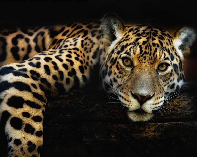 Leopard Lying Down — Black, Dramatic, Photograph, Log