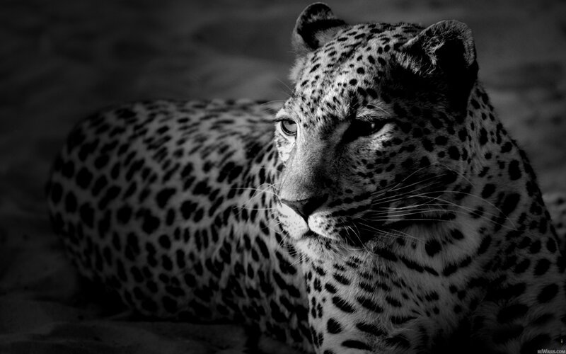 Leopard Lying Down — Black, Dramatic, Photograph, Sandy Ground