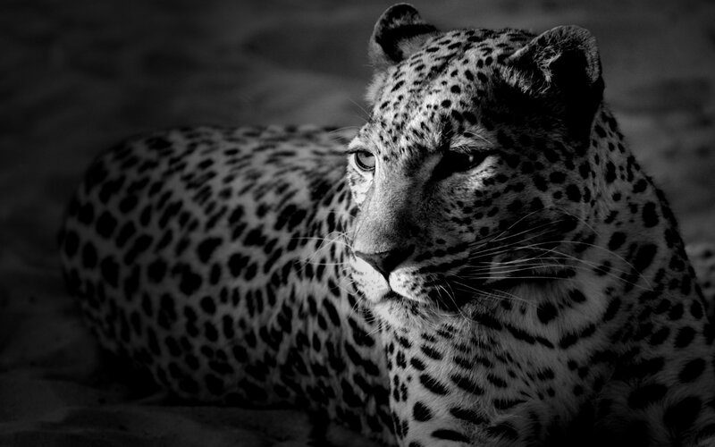 Leopard Lying Down — Black, Dramatic, Photograph, Spotted Coat, Whiskers, Sandy Ground