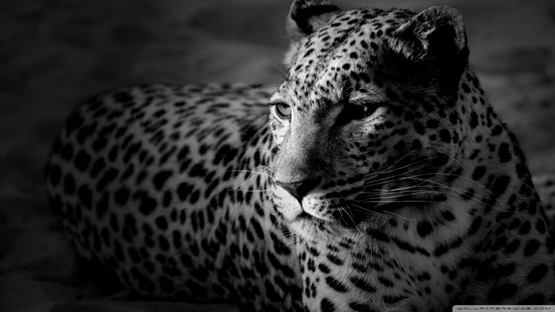 Leopard Lying Down — Black, Dramatic, Photograph, Spotted Coat, Whiskers
