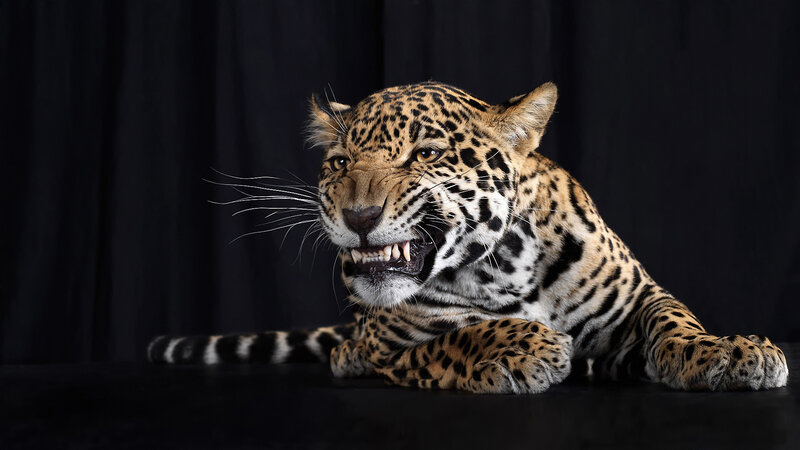 Leopard Lying Down — Black, Dramatic, Photograph