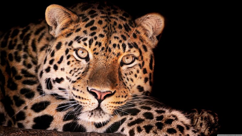 Leopard Lying Down — Black, Intense, Photograph, Black Background