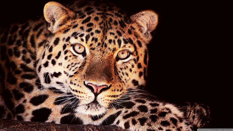 Leopard Lying Down — Black, Intense, Photograph