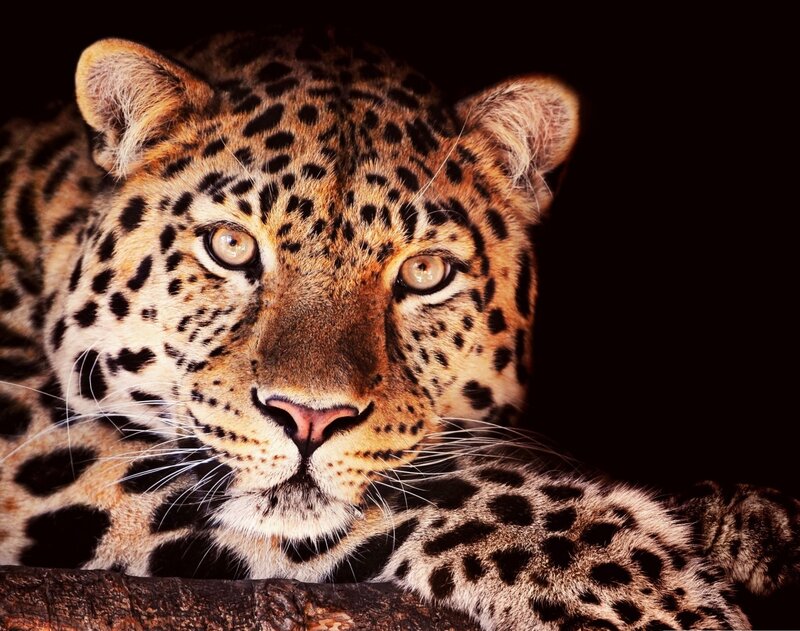 Leopard Lying Down — Black, Intense