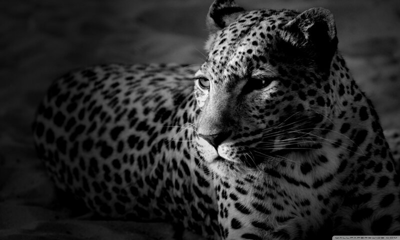 Leopard Lying Down — Black