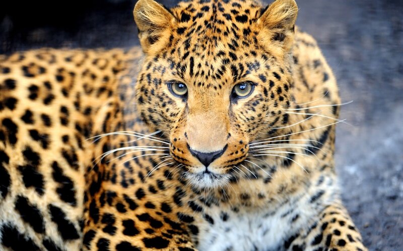 Leopard Lying Down — Brown, Alert, Photograph, Whiskers
