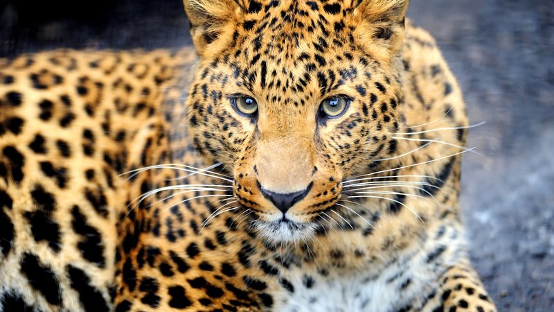 Leopard Lying Down — Brown, Alert