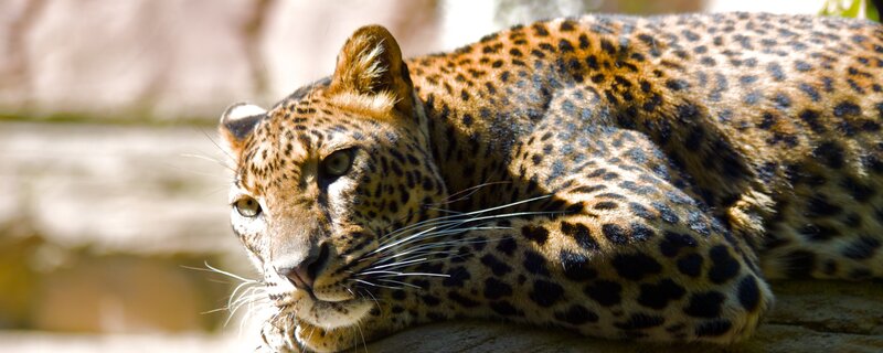 Leopard Lying Down — Brown, Calm, Afternoon, Photograph, Rock