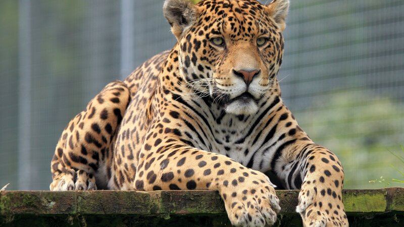 Leopard Lying Down — Brown, Calm, Afternoon, Photograph