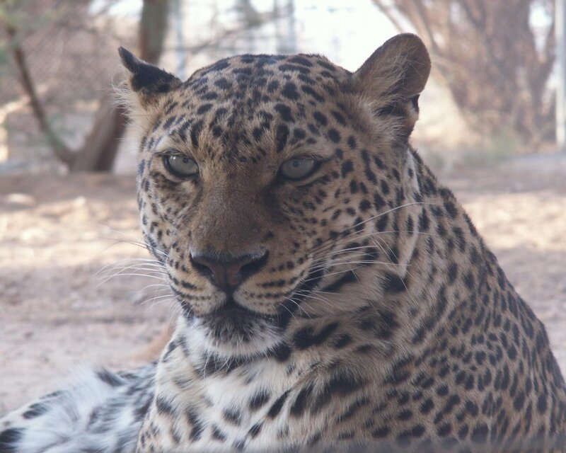 Leopard Lying Down — Brown, Calm, Afternoon