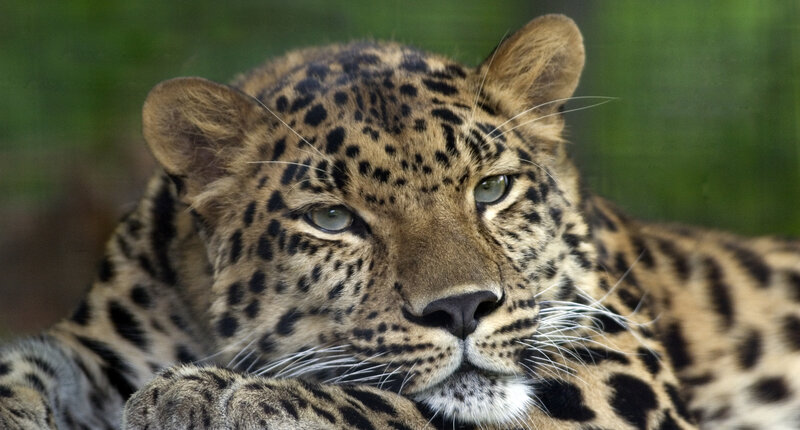 Leopard Lying Down — Brown, Calm, Photograph, Green Background, Black, Green