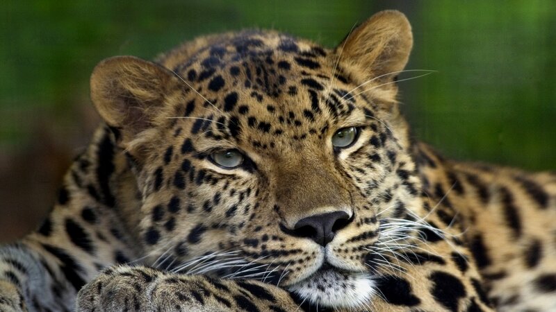 Leopard Lying Down — Brown, Calm, Photograph, Green Background, Black