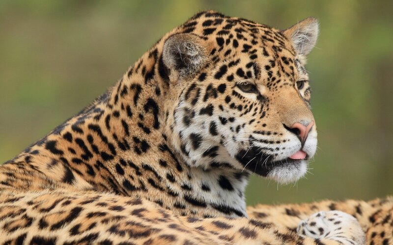 Leopard Lying Down — Brown, Calm, Photograph, Green Background