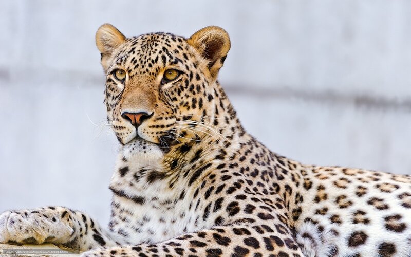 Leopard Lying Down — Brown, Calm, Photograph, Paw