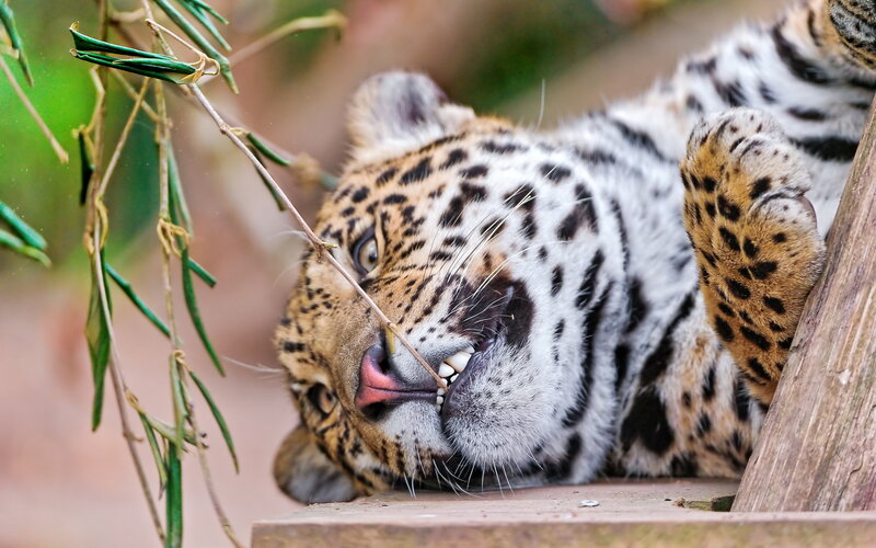 Leopard Lying Down — Brown, Calm, Photograph, Plant