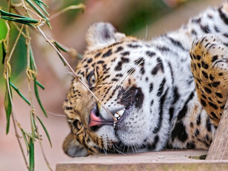 Leopard Lying Down — Brown, Calm, Photograph, Plant, Wood