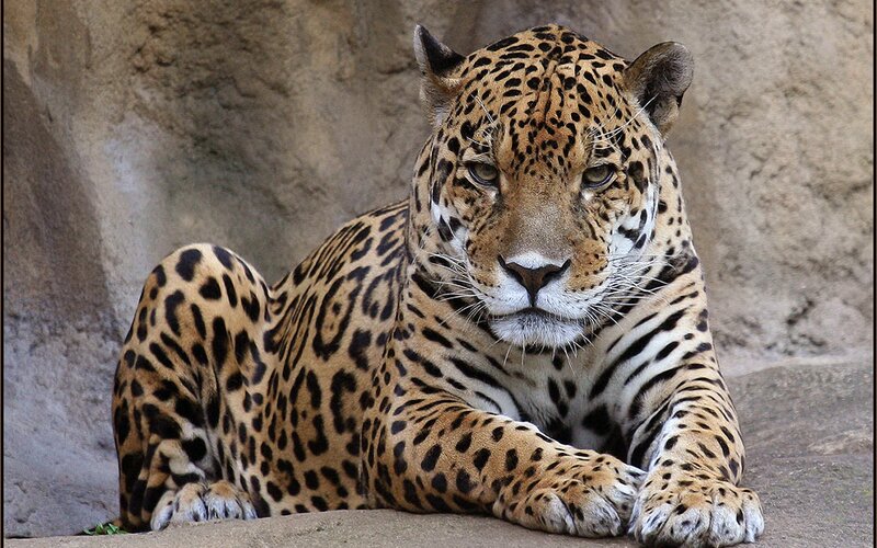 Leopard Lying Down — Brown, Calm, Photograph, Rock, Ground, Black