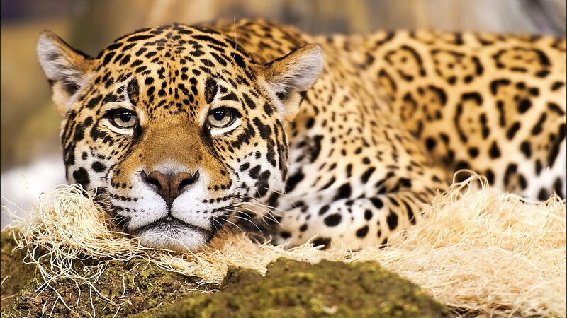Leopard Lying Down — Brown, Calm, Photograph, Straw