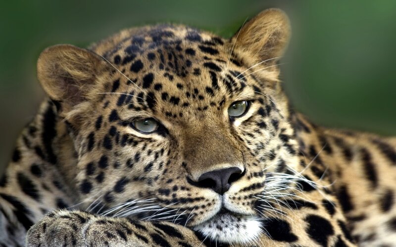 Leopard Lying Down — Brown, Calm, Photograph, Whiskers, Eyes, Spots, Black, Green