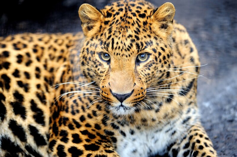 Leopard Lying Down — Brown, Calm, Photograph, Whiskers, Eyes, Spotted Fur