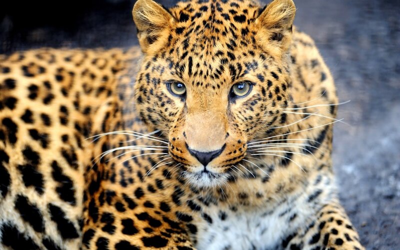 Leopard Lying Down — Brown, Calm, Photograph, Whiskers, Eyes