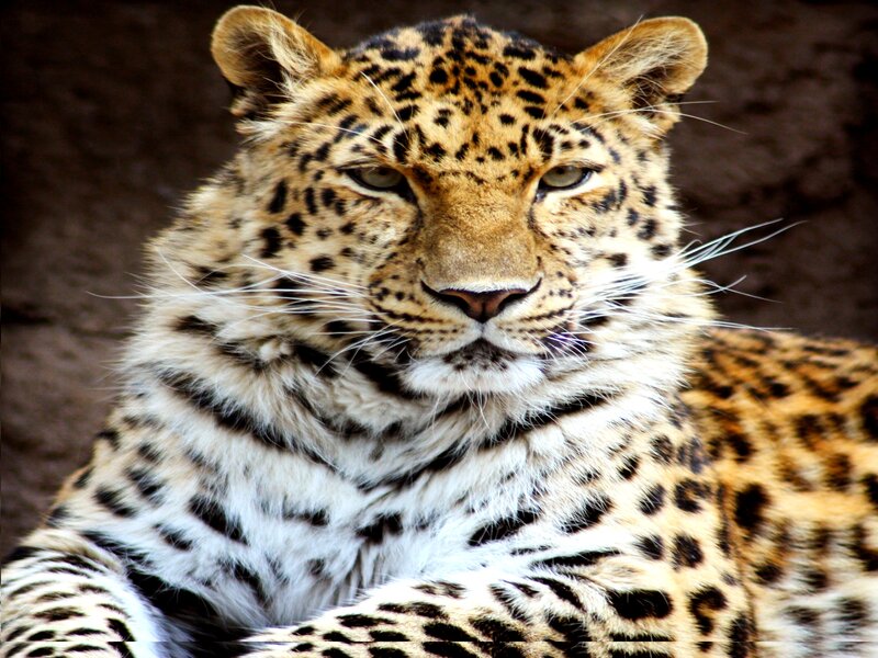 Leopard Lying Down — Brown, Calm, Photograph, Whiskers